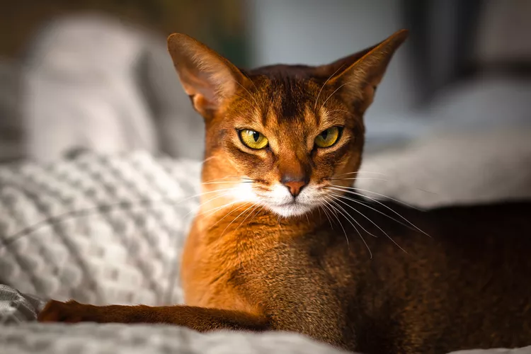 picture of an abyssinain cat