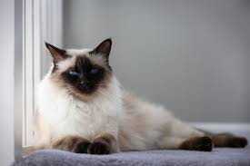 picture of a balinese cat