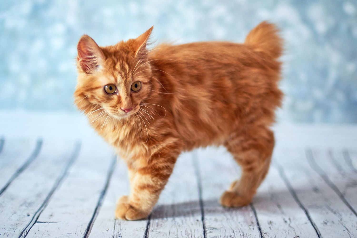 picture of an orange bobtail cat