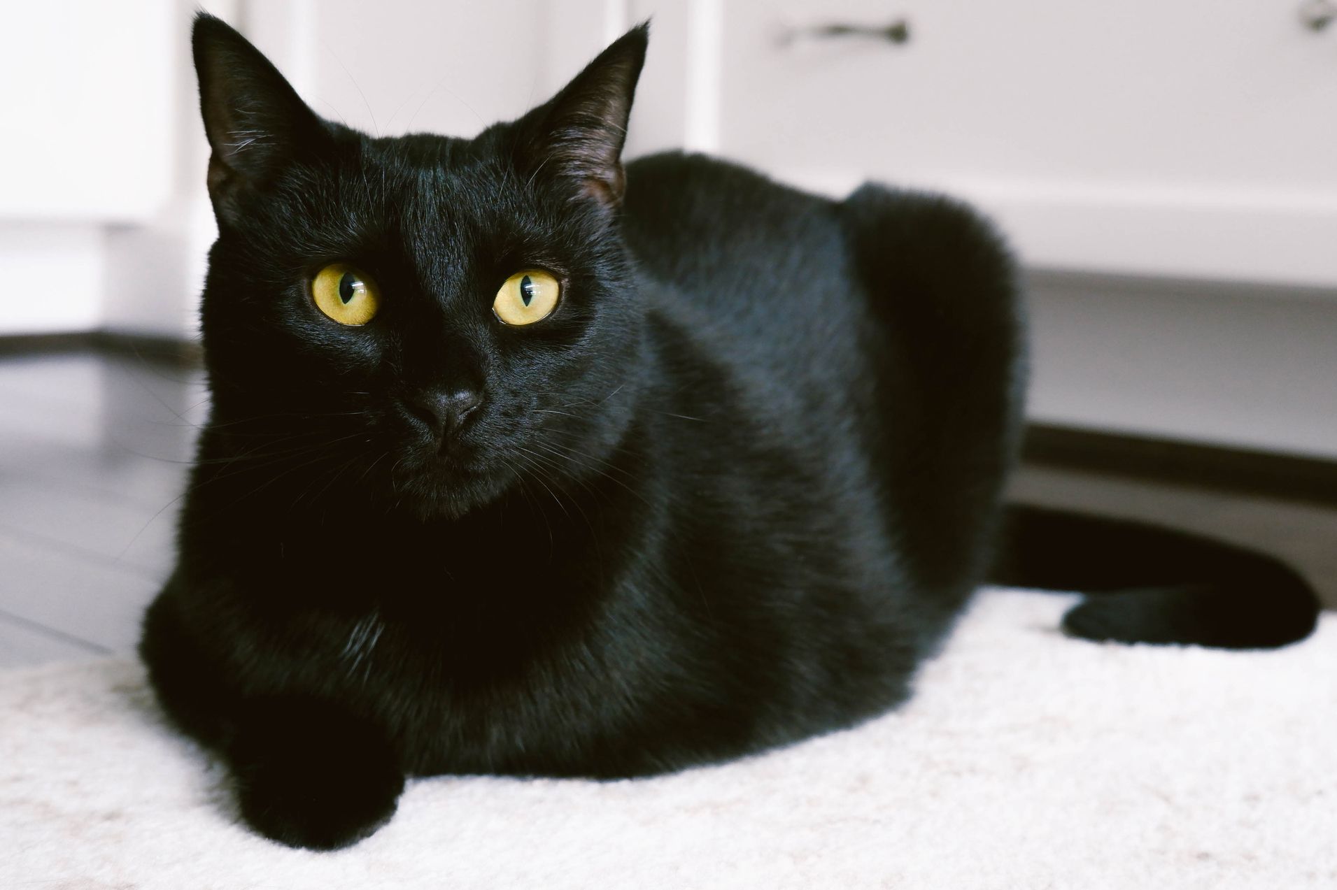 picture of a bombay cat lying down
