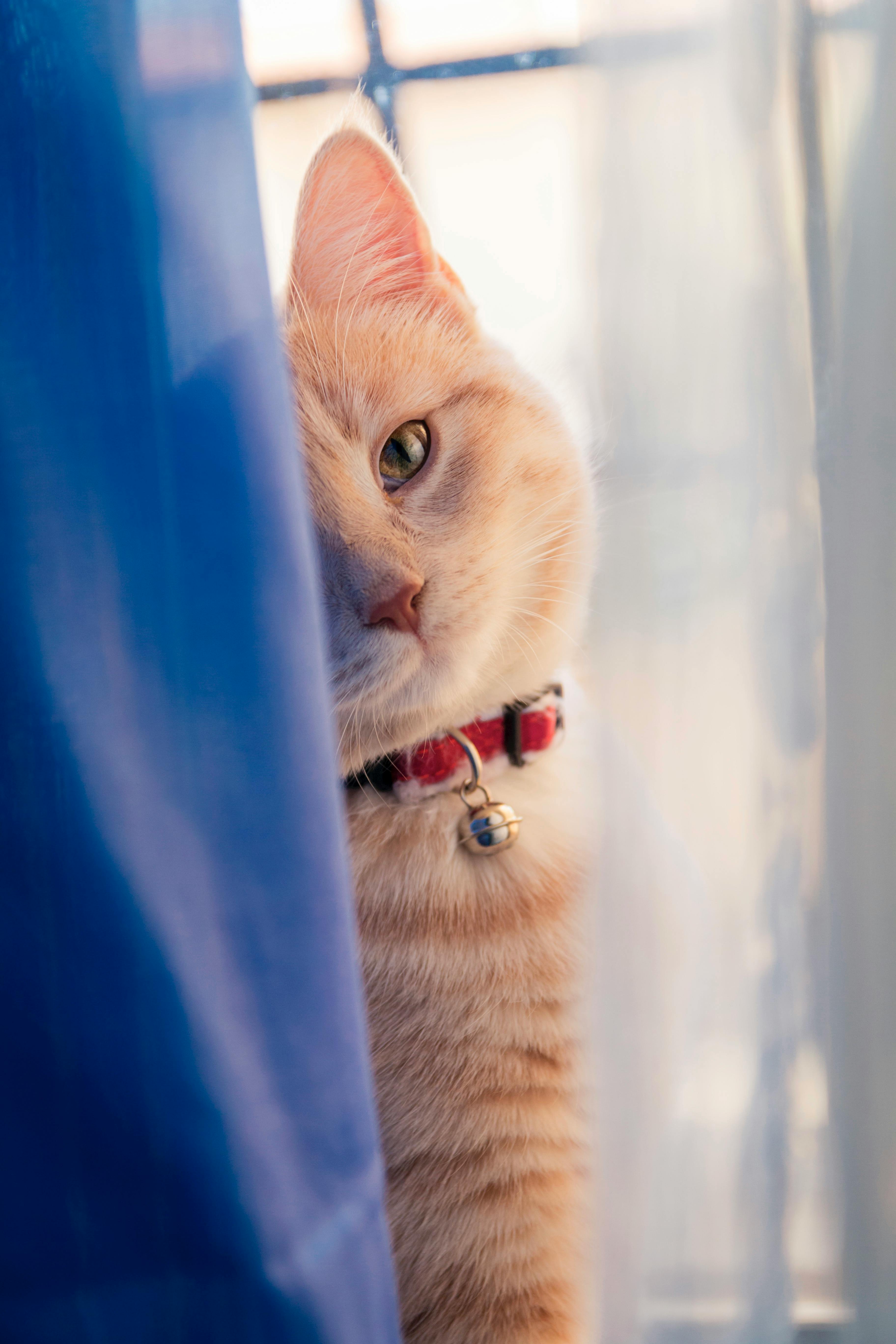 a white cat behind a curtain