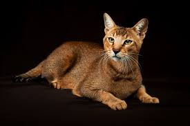 picture of a chausie