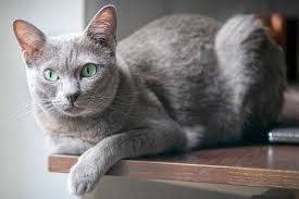 picture of a korat cat lying down