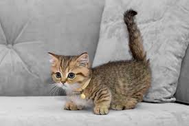 picture of a munchkin cat