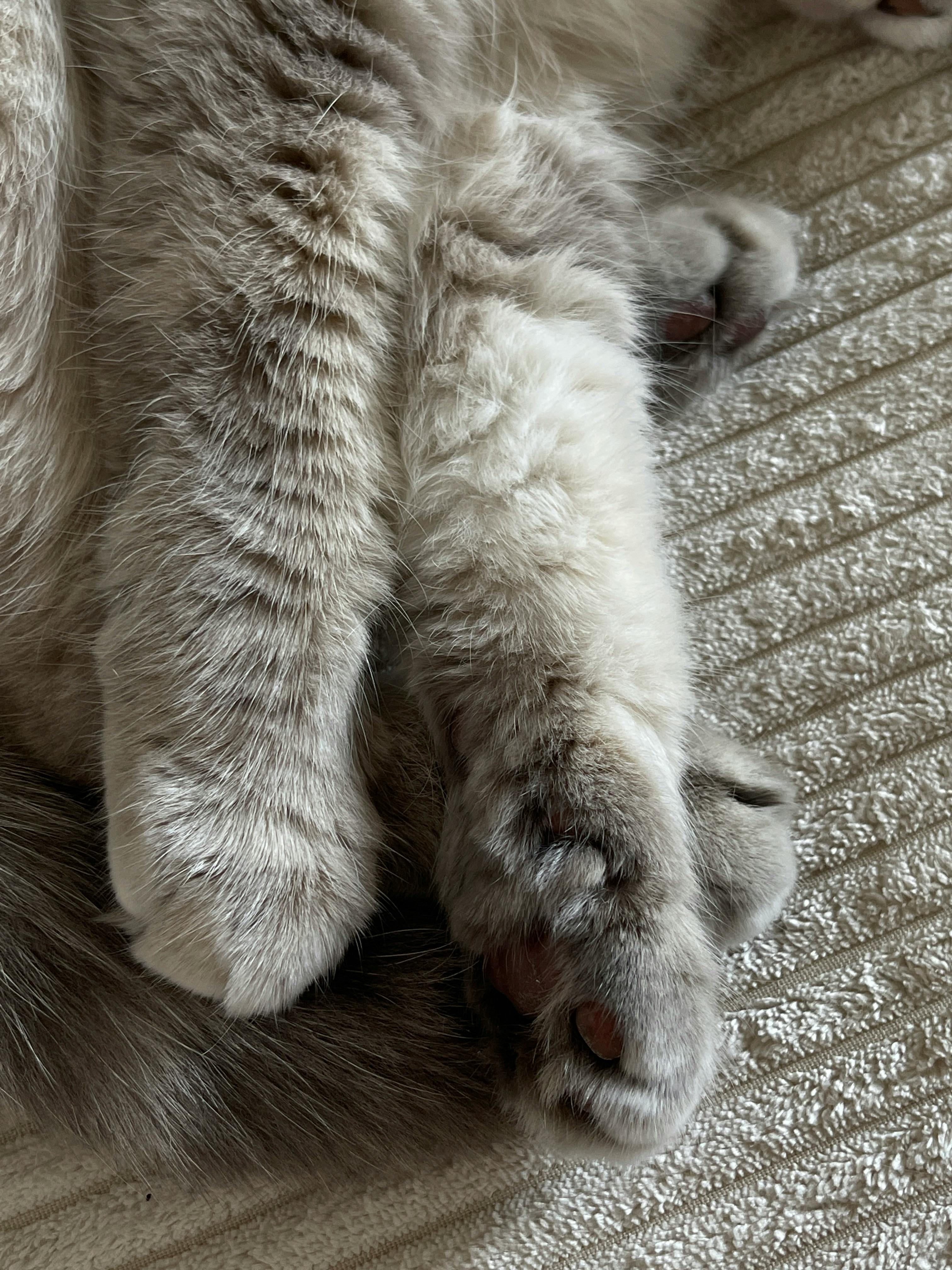 cat-paws