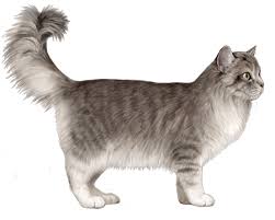 picture of a ragamuffin cat