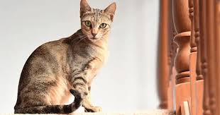 picture of a sokoke cat