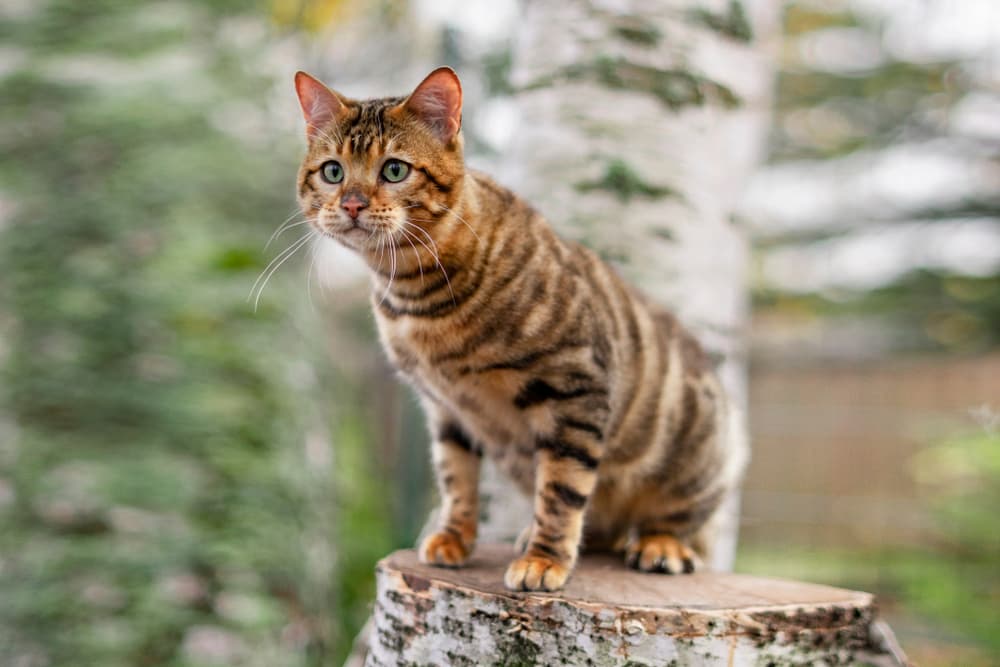 picture of a toyger cat on a rock