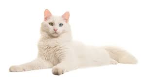 picture of a turkish van cat